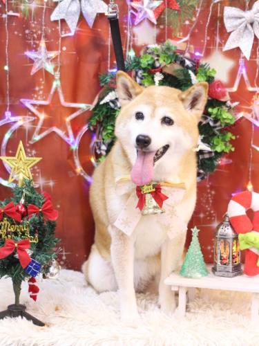 20231213りんちゃん